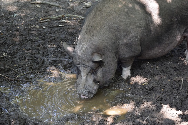 欧文接连命 欧文接连命