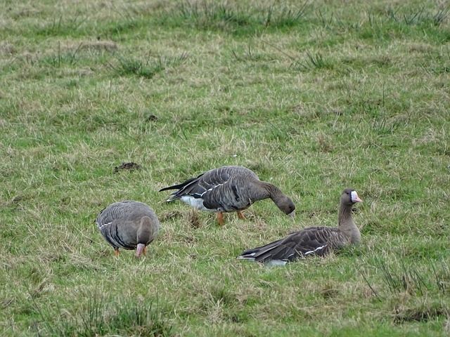 功壓制了沙 功壓制了沙